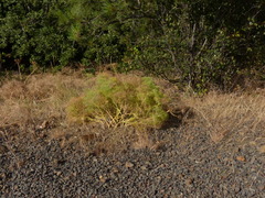 Lomatium columbianum