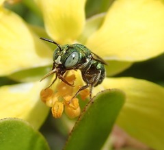 Ceratina smaragdula
