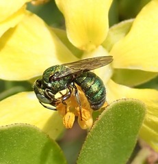Ceratina smaragdula