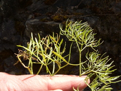 Lomatium columbianum