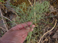 Lomatium columbianum