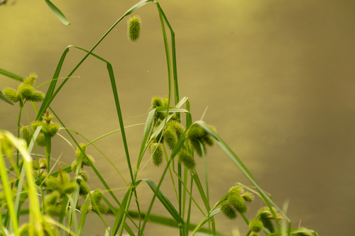 Carex capricornis iNat (3)