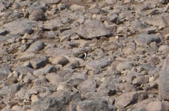 Limenitis arthemis rubrofasciata