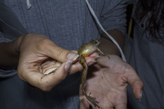 Scinax rostratus