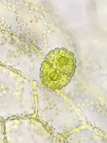 Cosmarium nasutum