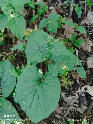 Image of Symphytum cordatum by (c) Anna Dudzik, some rights reserved (CC BY)