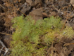 Lomatium columbianum