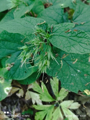 Image of Symphytum cordatum by (c) Anna Dudzik, some rights reserved (CC BY)