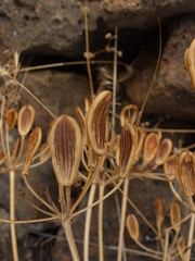 Lomatium columbianum