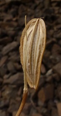 Lomatium columbianum