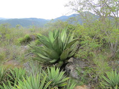 Agave marmorata
