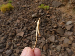 Lomatium columbianum