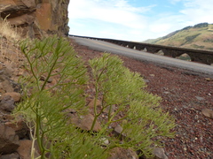 Lomatium columbianum