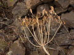 Lomatium columbianum