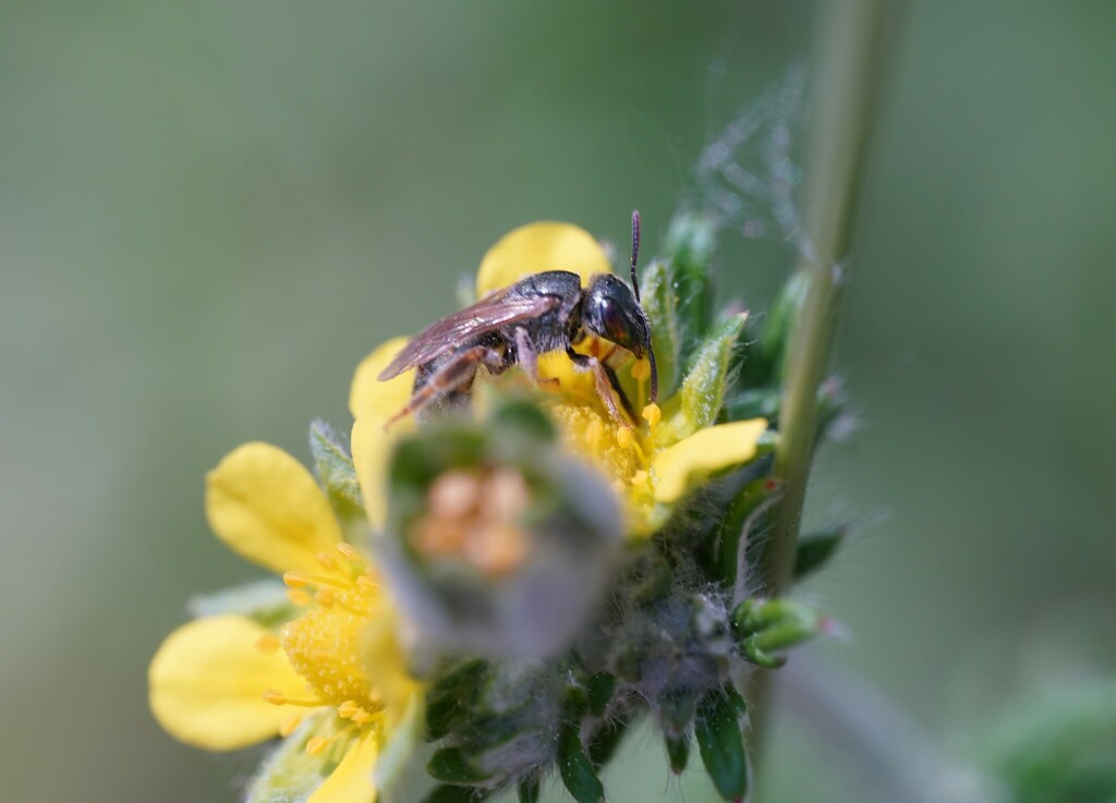 Halictus semitectus