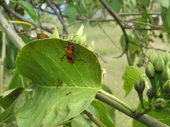 Chauliognathus togatus