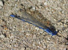 Argia sabino