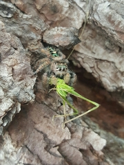 Phidippus bidentatus