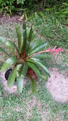 Angiospermae