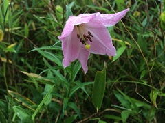 Lilium chitrangadae