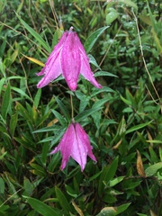 Lilium chitrangadae