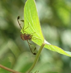 Zeugodacus cucurbitae