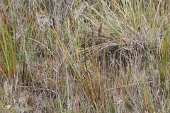 Machaerina tetragona