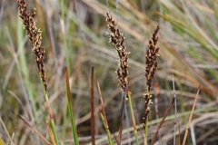 Machaerina tetragona