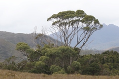 Eucalyptus nitida