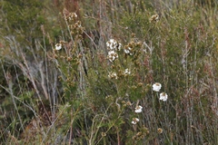 Epacris corymbiflora