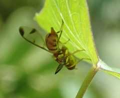 Zeugodacus cucurbitae