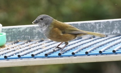 Pachycephala olivacea