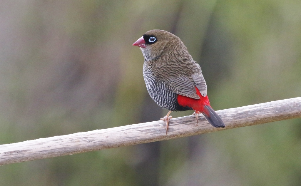 Beautiful Firetail photo