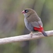 Beautiful Firetail - Photo (c) James Bailey, some rights reserved (CC BY-NC), uploaded by James Bailey