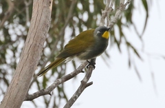 Nesoptilotis flavicollis