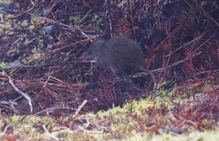Antechinus minimus