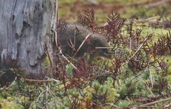 Antechinus minimus