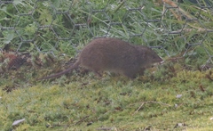 Antechinus minimus