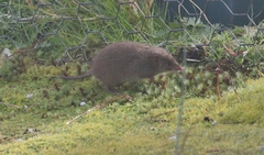 Antechinus minimus