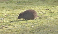 Antechinus minimus