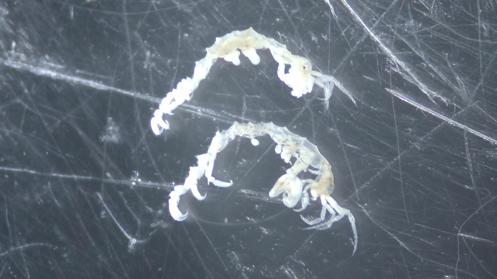Caprella acanthifera Leach, 1814