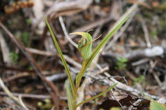 Pterostylis irsoniana