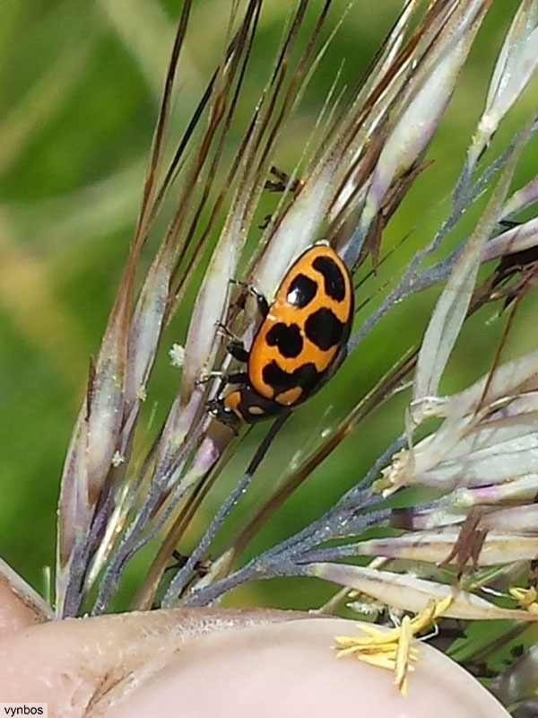 Ladybird beetle