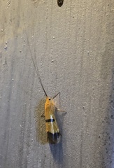 Macrostemum fastosum