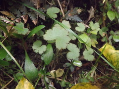 Hydrocotyle moschata moschata