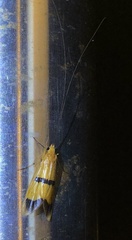 Macrostemum fastosum