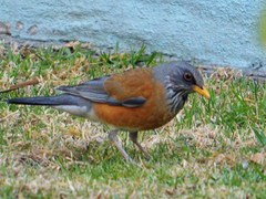 Rufous-Backed Robin photo 5