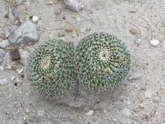 Mammillaria karwinskiana nejapensis