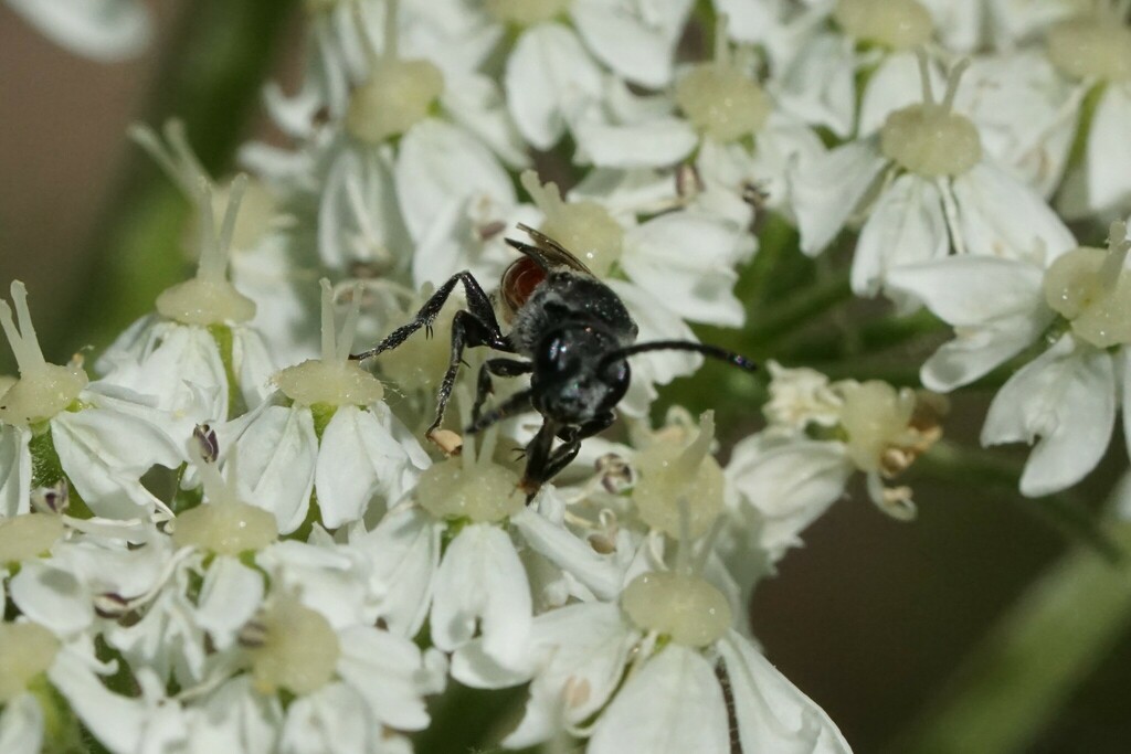 Chokeberry Cuckoo Sweat Bee