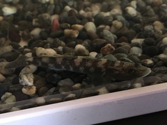 Rhinogobius flumineus